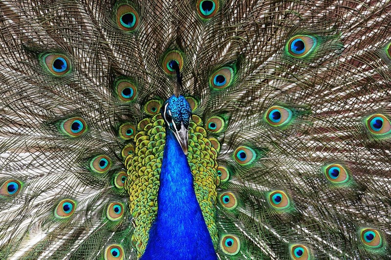 Another Peacock image... (8315398357) jigsaw puzzle artwork