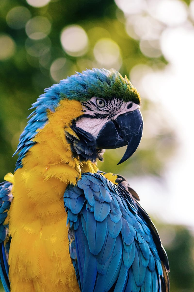Macaw parrot (Unsplash) jigsaw puzzle artwork