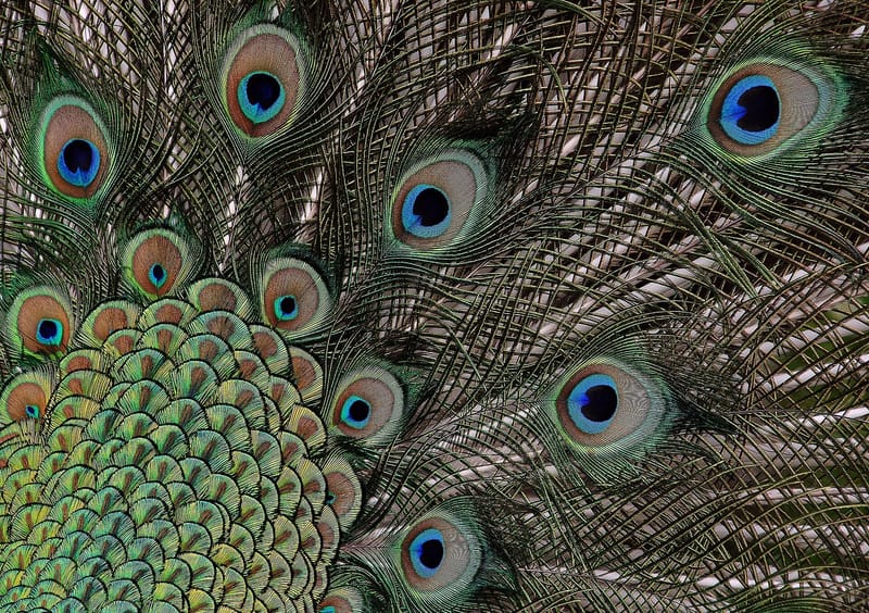 Peacock (11) (8315376663) jigsaw puzzle artwork