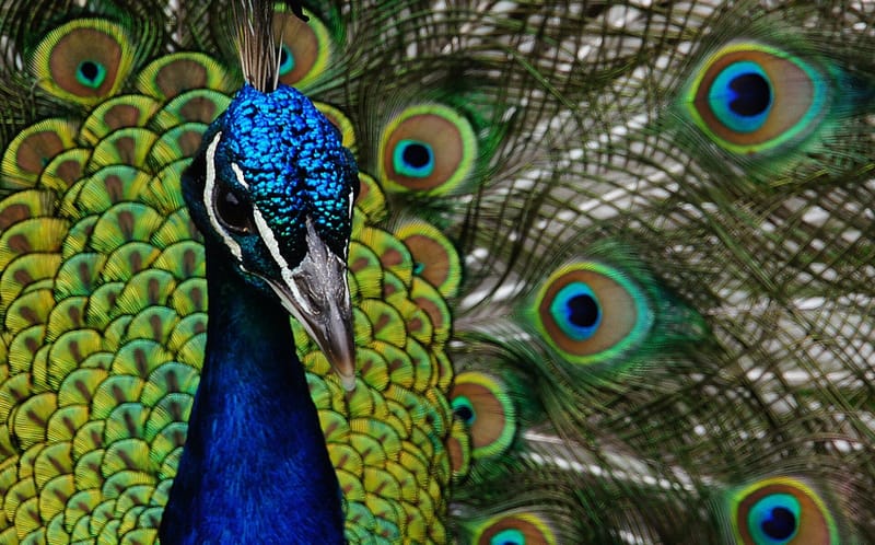 Peacock. (8315385611) jigsaw puzzle artwork