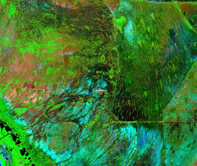 Florida Everglades jigsaw puzzle artwork